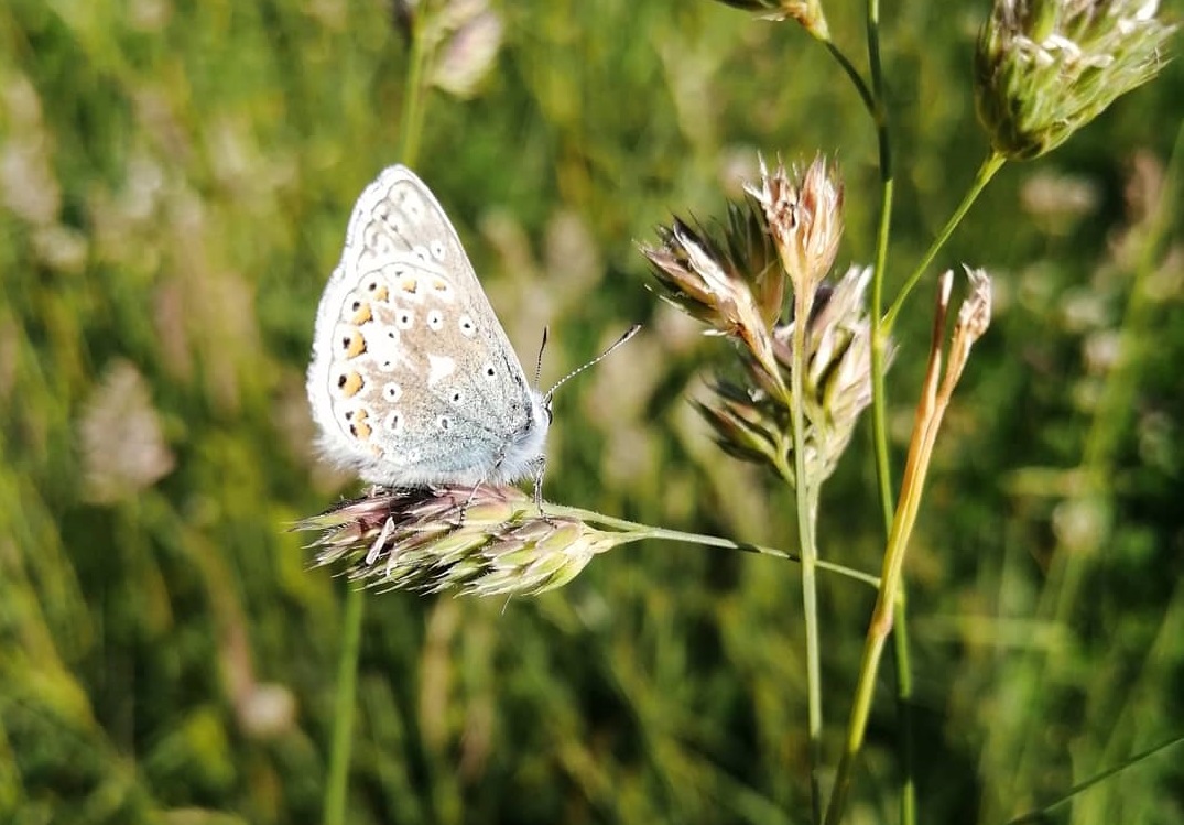 Read more about the article Biodiversity biobanks: an invaluable resource for the future